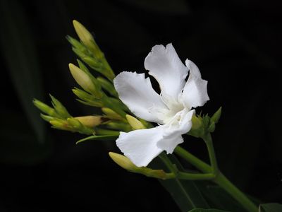 P6165146 - Oleander.jpg