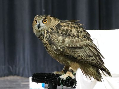 P9155337 - Eurasian Eagle Owl.jpg