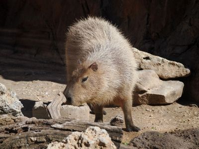 P2234916 - Capybara.jpg