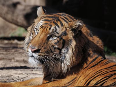 P2235286 - Bengal Tiger.jpg