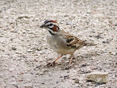 P5097197 - Lark Sparrow.jpg