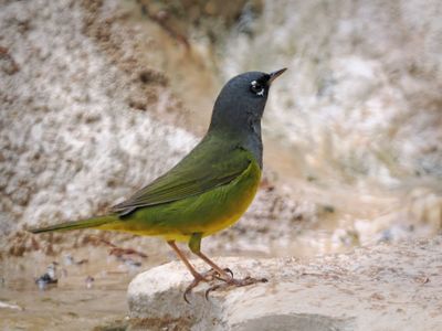 P5108574 - MacGillivray's Warbler.jpg