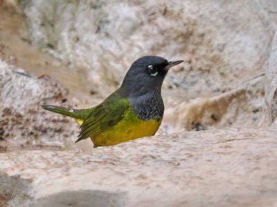 P5108579 - MacGillivray's Warbler.jpg