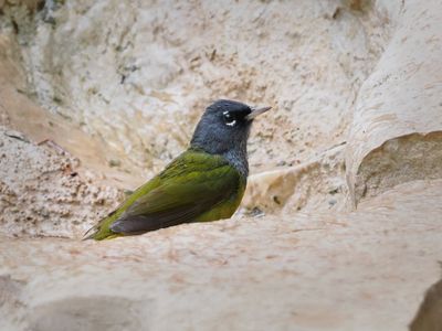 P5108589 - MacGillivray's Warbler.jpg