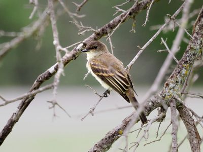 P5108607 - Eastern Kingbird.jpg