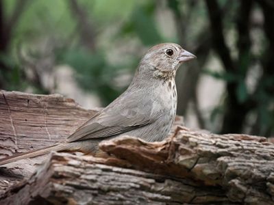 P5108677 - Canyon Towhee.jpg