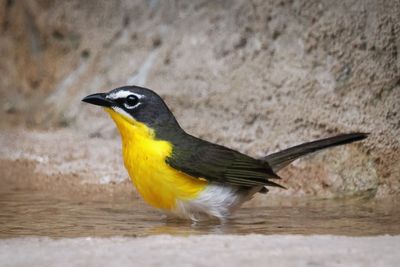 P5108718 - Yellow Breasted Chat.jpg