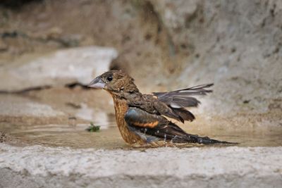 P5108979 - Blue Grosbeak, Immature.jpg