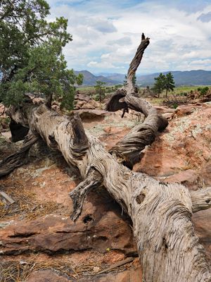 P6099368 - Twists and Turns of LIfe.jpg
