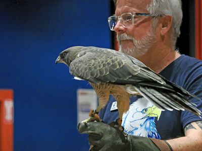 P6099422 - Raptor Show.jpg