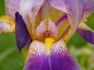 P6109536 - The Beauty of an Iris.jpg