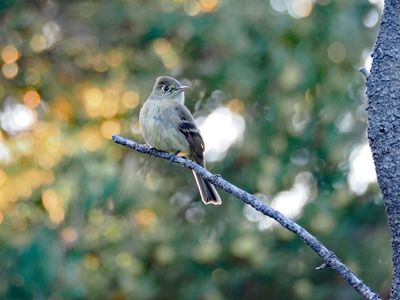 P6119671 - Western Flycatcher.jpg