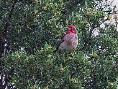 P6119687 - Cassin's Finch.jpg