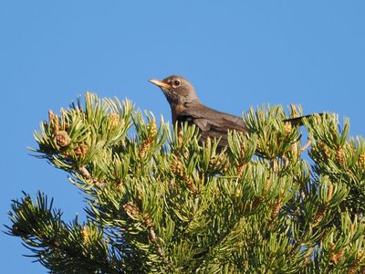 P6129695 - Female Robin.jpg