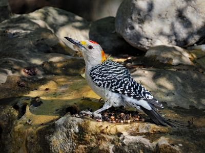 PB206158 - Golden Fronted Woodpecker.jpg