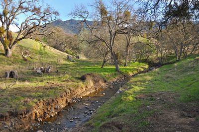 Donner Creek, Clayton