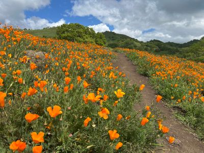 Mt Diablo