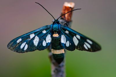 georgia