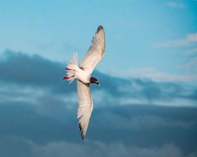 galapagos_islands
