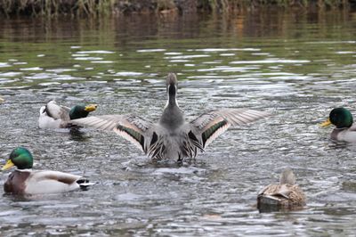 Northern Pintail IMG_4287.jpeg