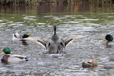 Northern Pintail IMG_4287.jpeg