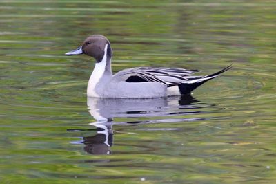 Northern Pintail IMG_4304.jpeg