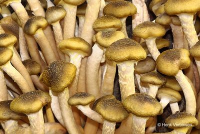 Armillaria mellea - Echte Honingzwam 1.JPG