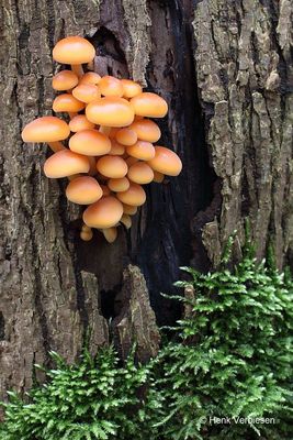 Flammulina velutipes - Gewoon Fluweelpootje 4.JPG