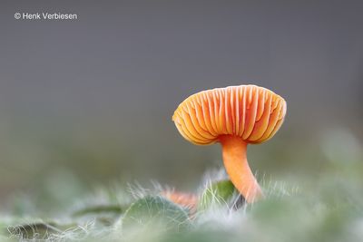 Hygrocybe miniata - Gewoon Vuurzwammetje 2.JPG