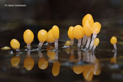 Fungi Ascomycetes - Zygomycetes