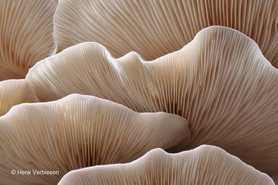 Pleurotaceae