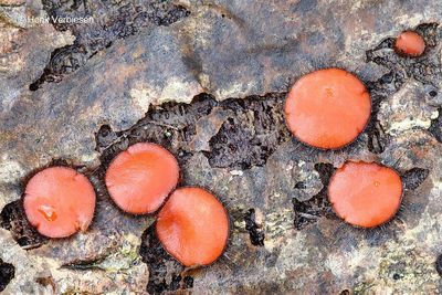 Scutellinia crinita - Dubbelgangerwimperzwam.JPG