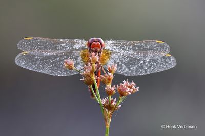 Crocothemis erythraea - Vuurlibel 5.JPG