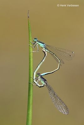 Ischnura pumilio - Tengere Grasjuffer 1.JPG