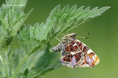 Araschnia levana - Landkaartje 4.JPG