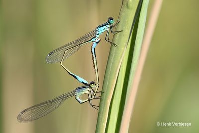Ischnura elegans - Lantaarntje 5.JPG