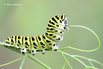 Papilio machaon - Koninginnenpage 4.JPG