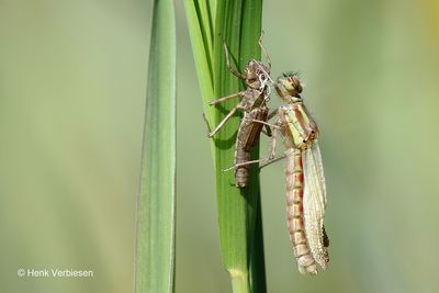 Pyrrhosoma nymphula - Vuurjuffer 3.JPG