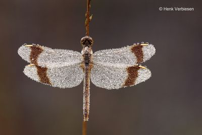 Dragonflies