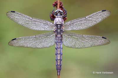 Orthetrum cancellatum - Gewone Oeverlibel 4.JPG