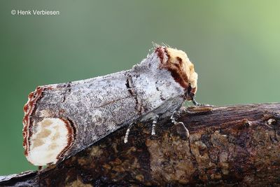 Notodontidae - Tandvlinders