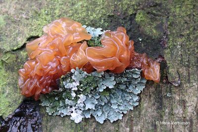 Tremella foliacea - Bruine Trilzwam 5.JPG