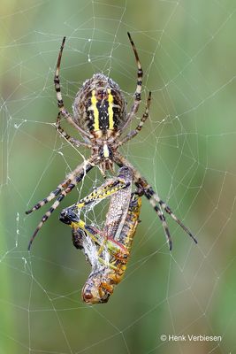Argiope bruennichi - Wespspin 6.JPG