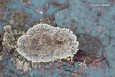 Lecanora muralis - Muurschotelkorst 2.JPG