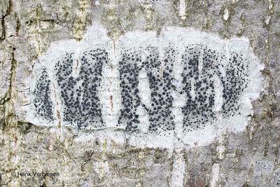 Lecidella elaeochroma - Gewoon Purperschaaltje 5.JPG