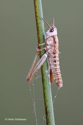 Zygomycetes