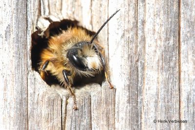 Osmia bicornis - Rosse Metselbij 4.JPG