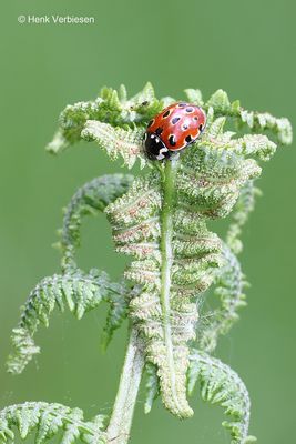 Anatis ocellata - Oogvleklieveheersbeestje 1.JPG