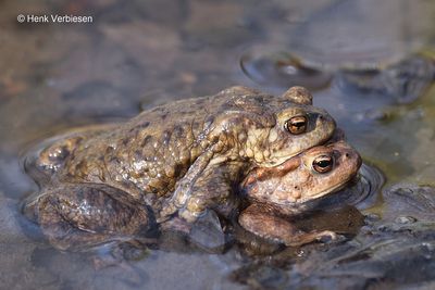 Bufo bufo - Gewone Pad.JPG