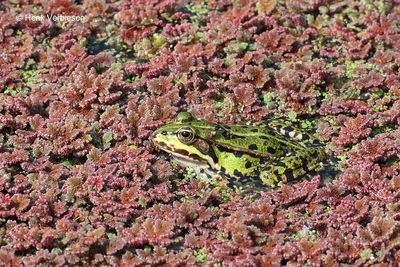 Pelophylax kl. esculentus - Bastaardkikker 2.JPG